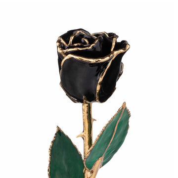 24K Gold Trimmed Forever Rose in Black Color with View of Stem, Leaves, and Rose Petals and Showing Detail of Gold Trim