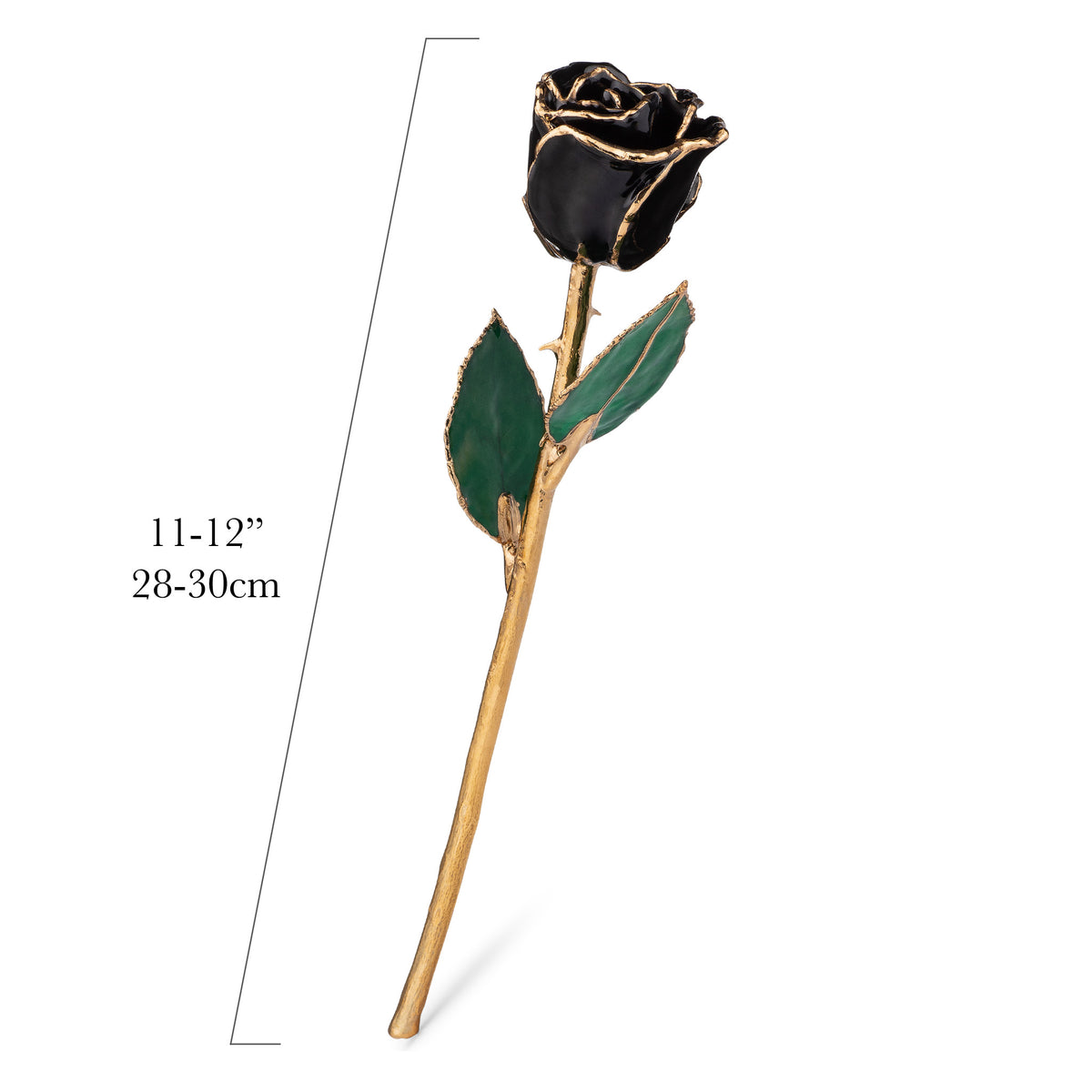 24K Gold Trimmed Forever Rose in Black Color with View of Stem, Leaves, and Rose Petals and Showing Detail of Gold Trim showing measurements