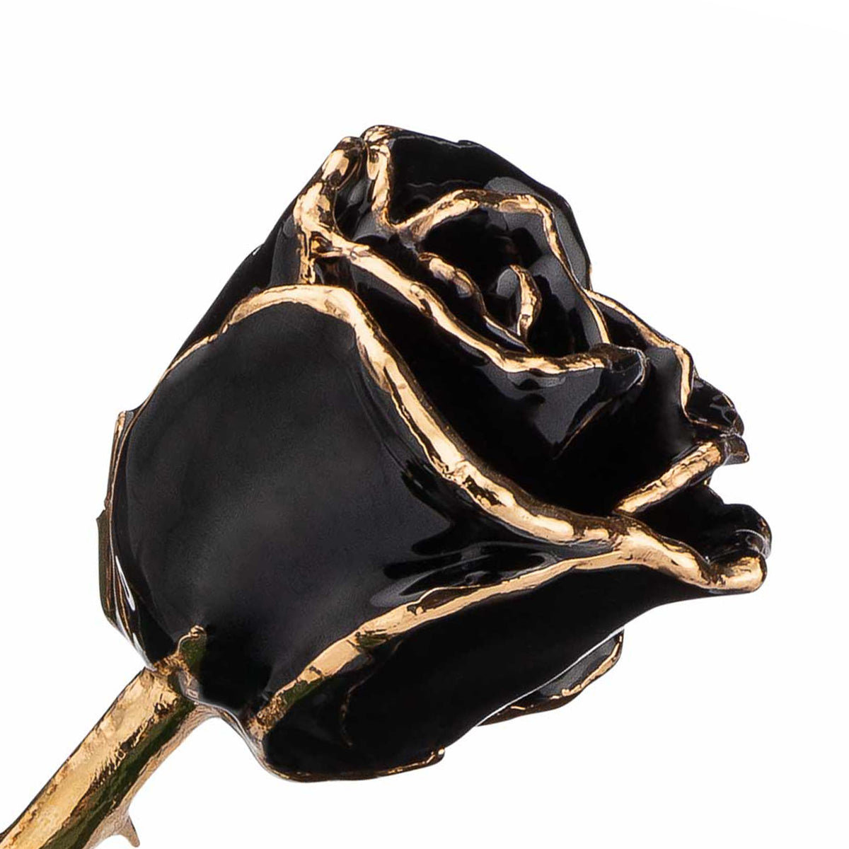 24K Gold Trimmed Forever Rose in Black Color with View of Stem, Leaves, and Rose Petals and Showing Detail of Gold Trim