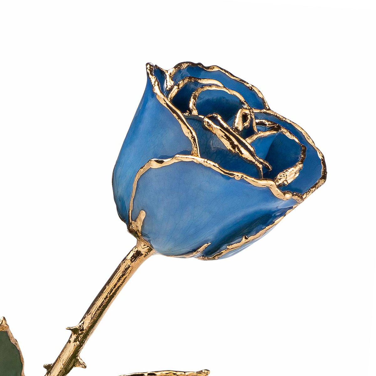24K Gold Trimmed Forever Rose with Blue Petals with View of Stem, Leaves, and Rose Petals and Showing Detail of Gold Trim