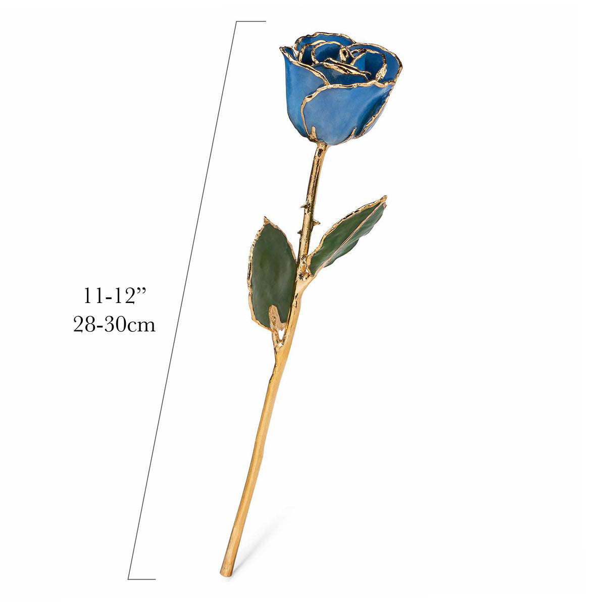24K Gold Trimmed Forever Rose with Blue Petals with View of Stem, Leaves, and Rose Petals and Showing Detail of Gold Trim and measurements