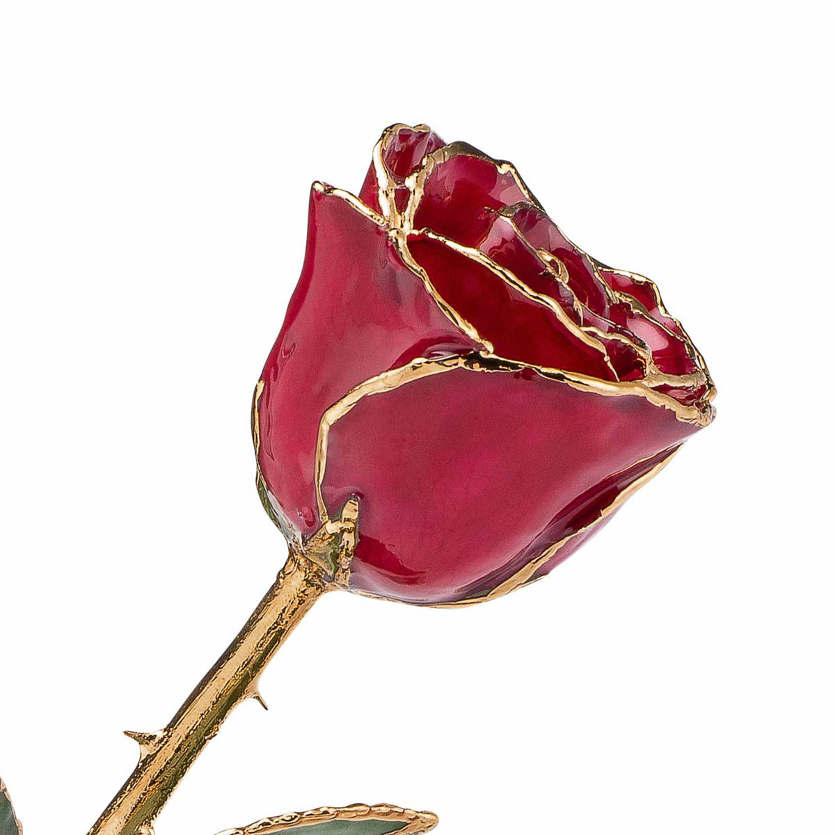 24K Gold Trimmed Forever Rose with Deep Red Burgundy Petals with View of Stem, Leaves, and Rose Petals and Showing Detail of Gold Trim