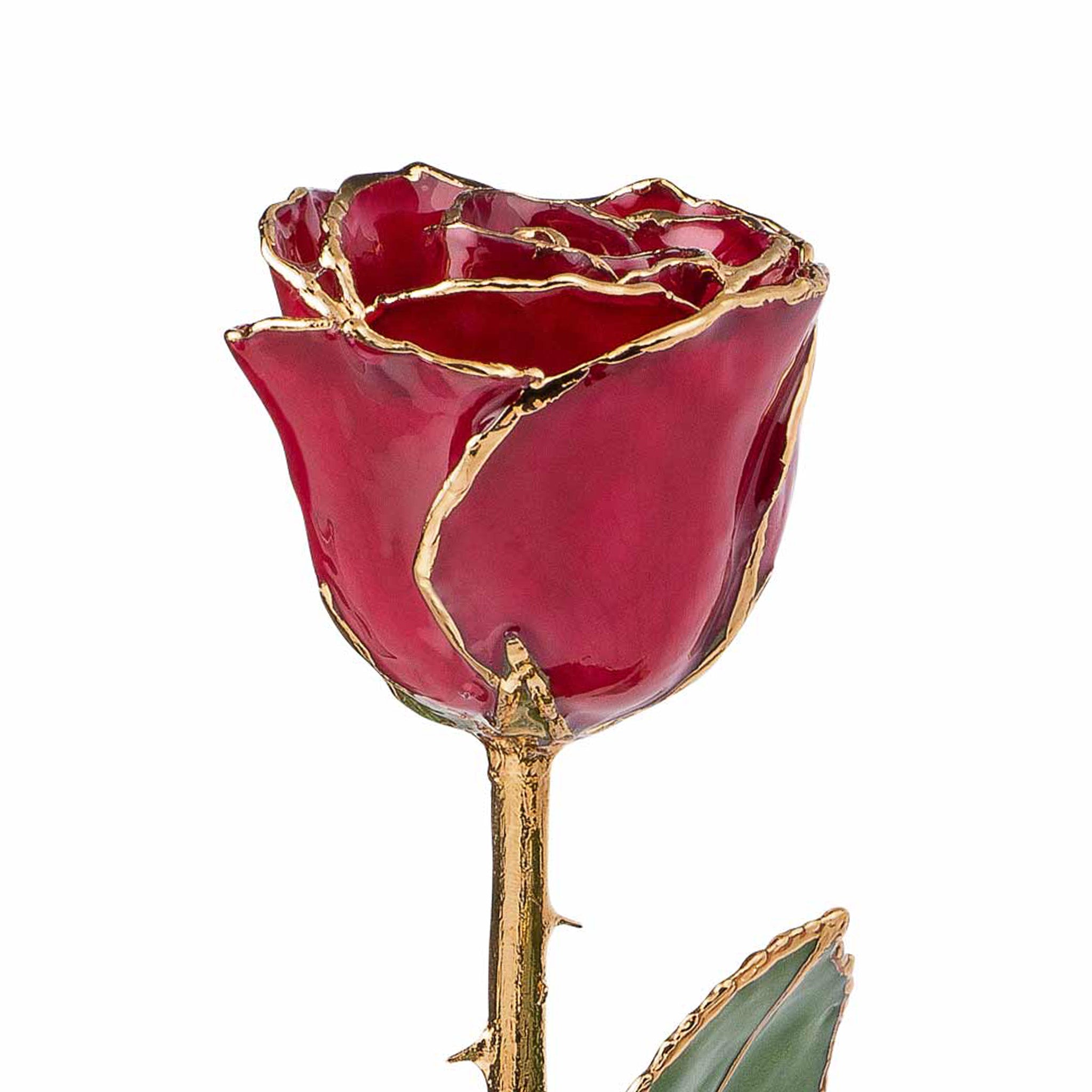 24K Gold Trimmed Forever Rose with Deep Red Burgundy Petals with View of Stem, Leaves, and Rose Petals and Showing Detail of Gold Trim Top View