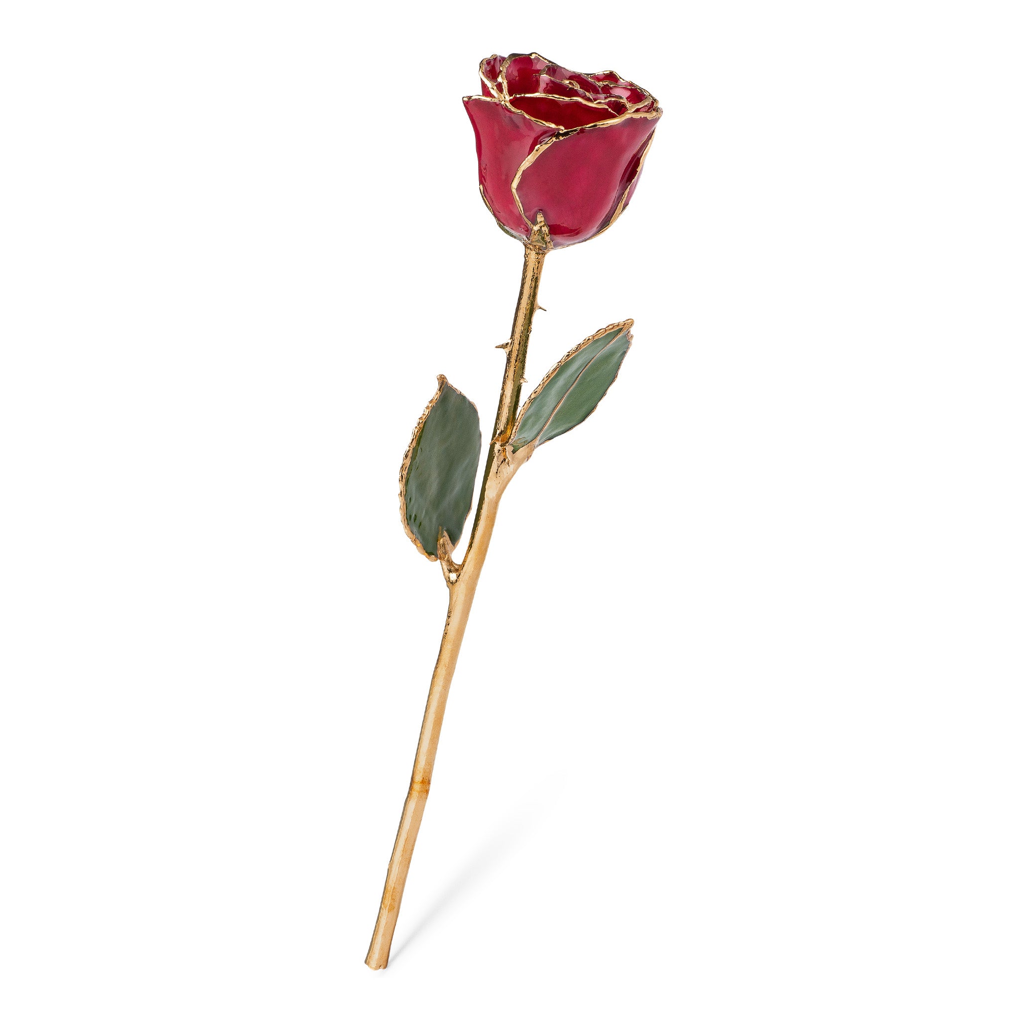 24K Gold Trimmed Forever Rose with Deep Red Burgundy Petals with View of Stem, Leaves, and Rose Petals and Showing Detail of Gold Trim