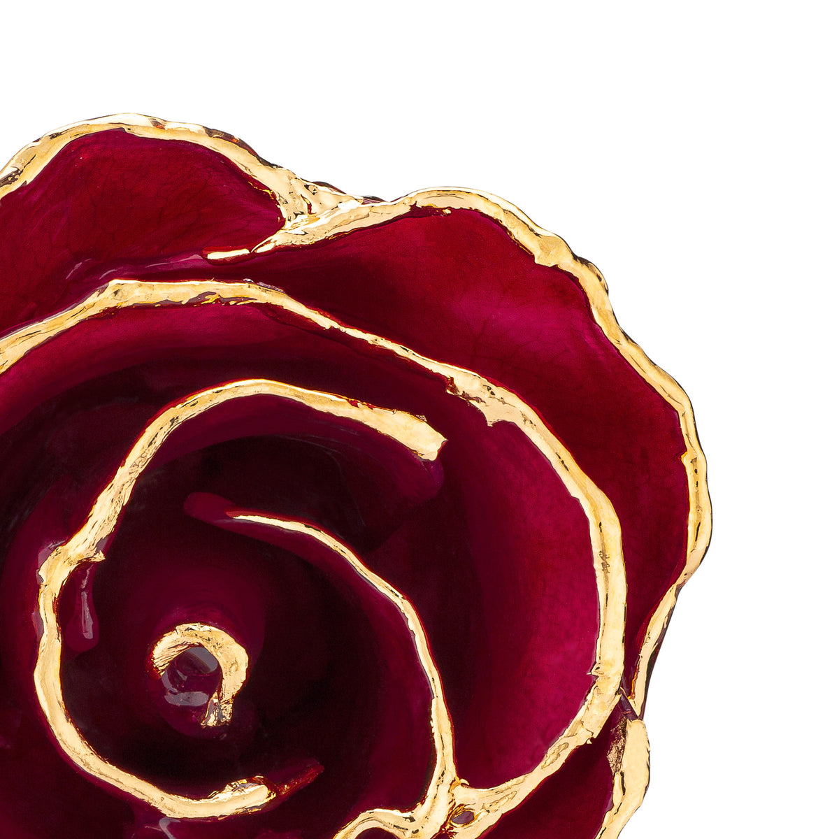 24K Gold Trimmed Forever Rose with Deep Red Burgundy Petals with View of Stem, Leaves, and Rose Petals and Showing Detail of Gold Trim Top Zoom View