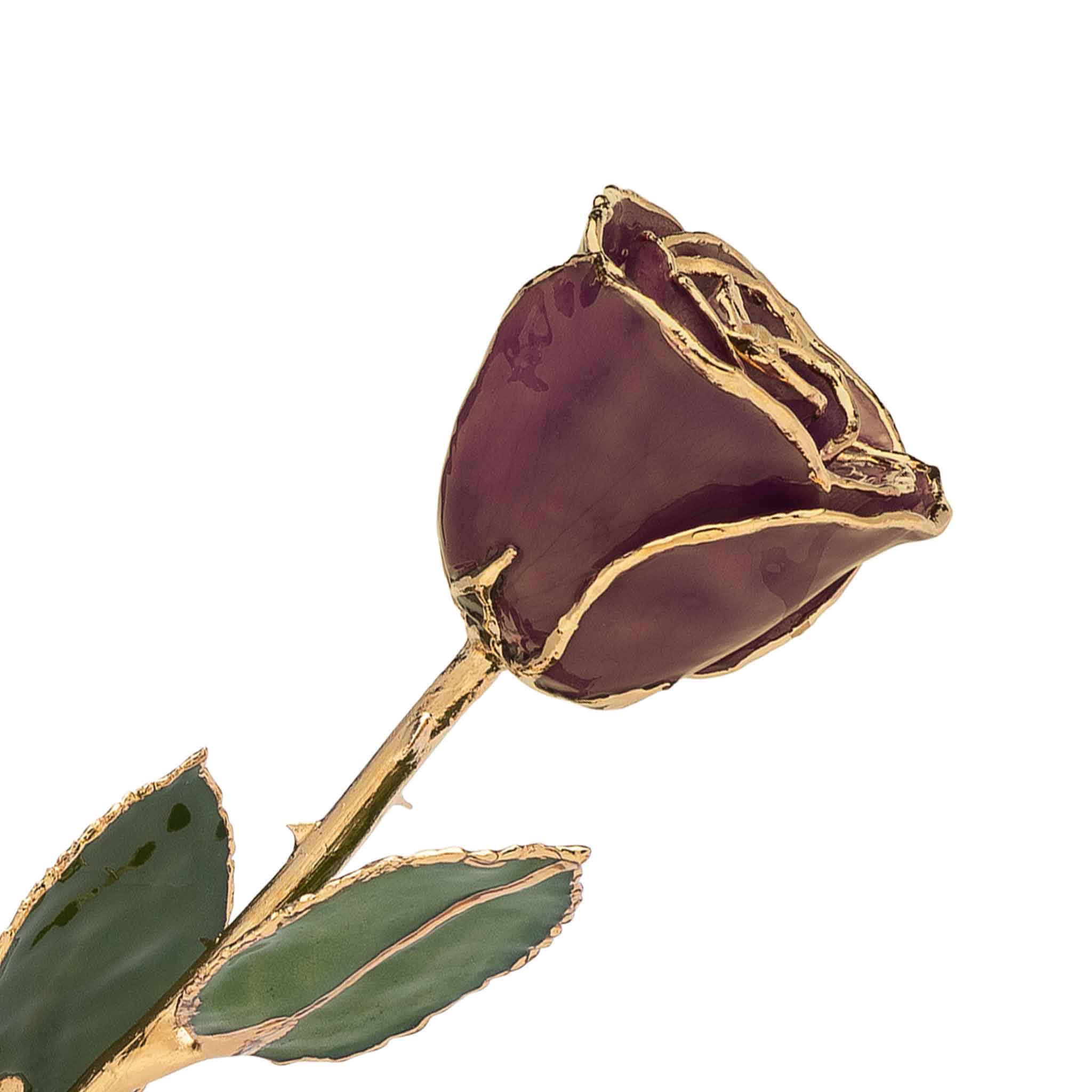 24K Gold Forever Rose - Chocolate