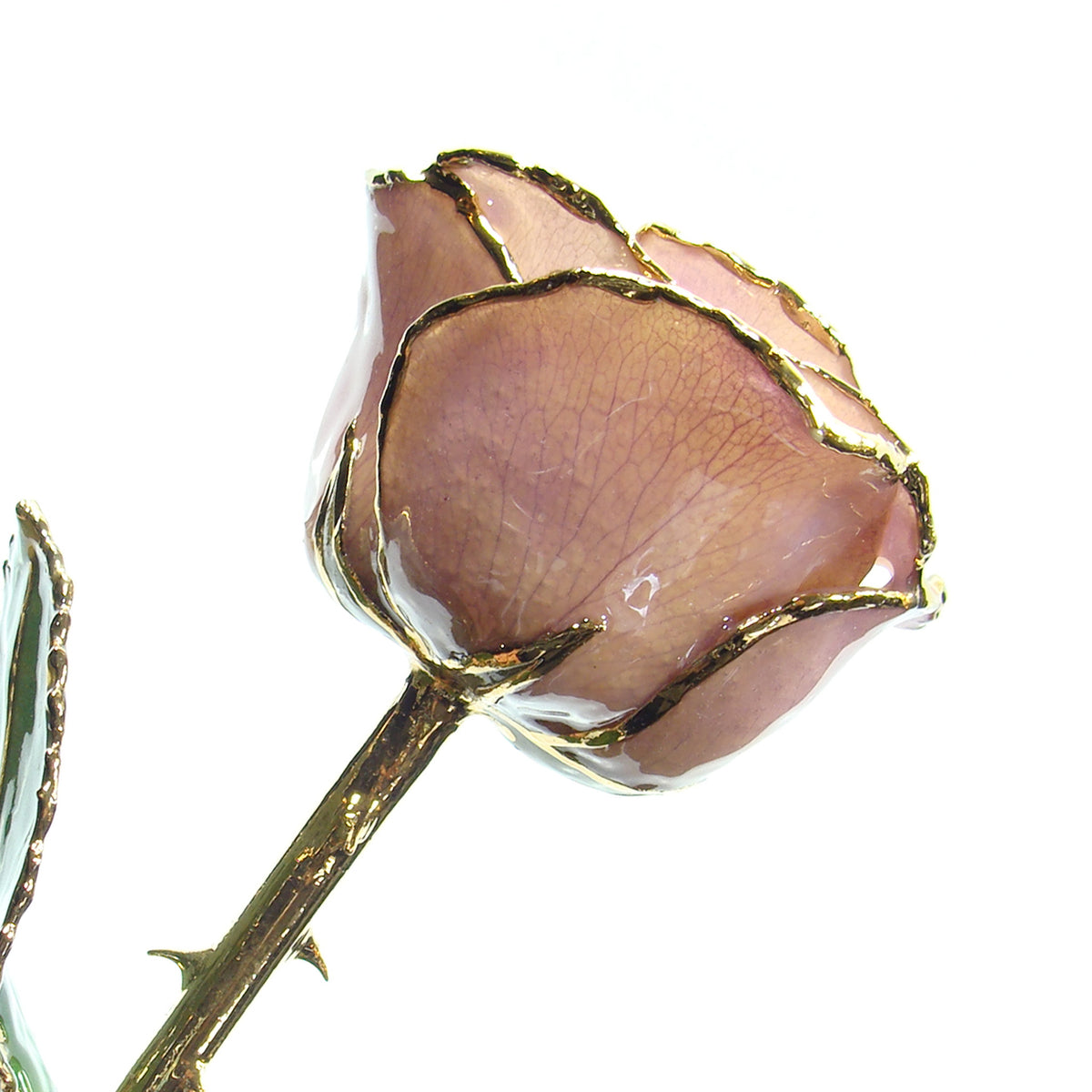 24K Gold Trimmed Forever Rose with Lavender Petals which are a light pink or purple color. View of Stem, Leaves, and Rose Petals and Showing Detail of Gold Trim