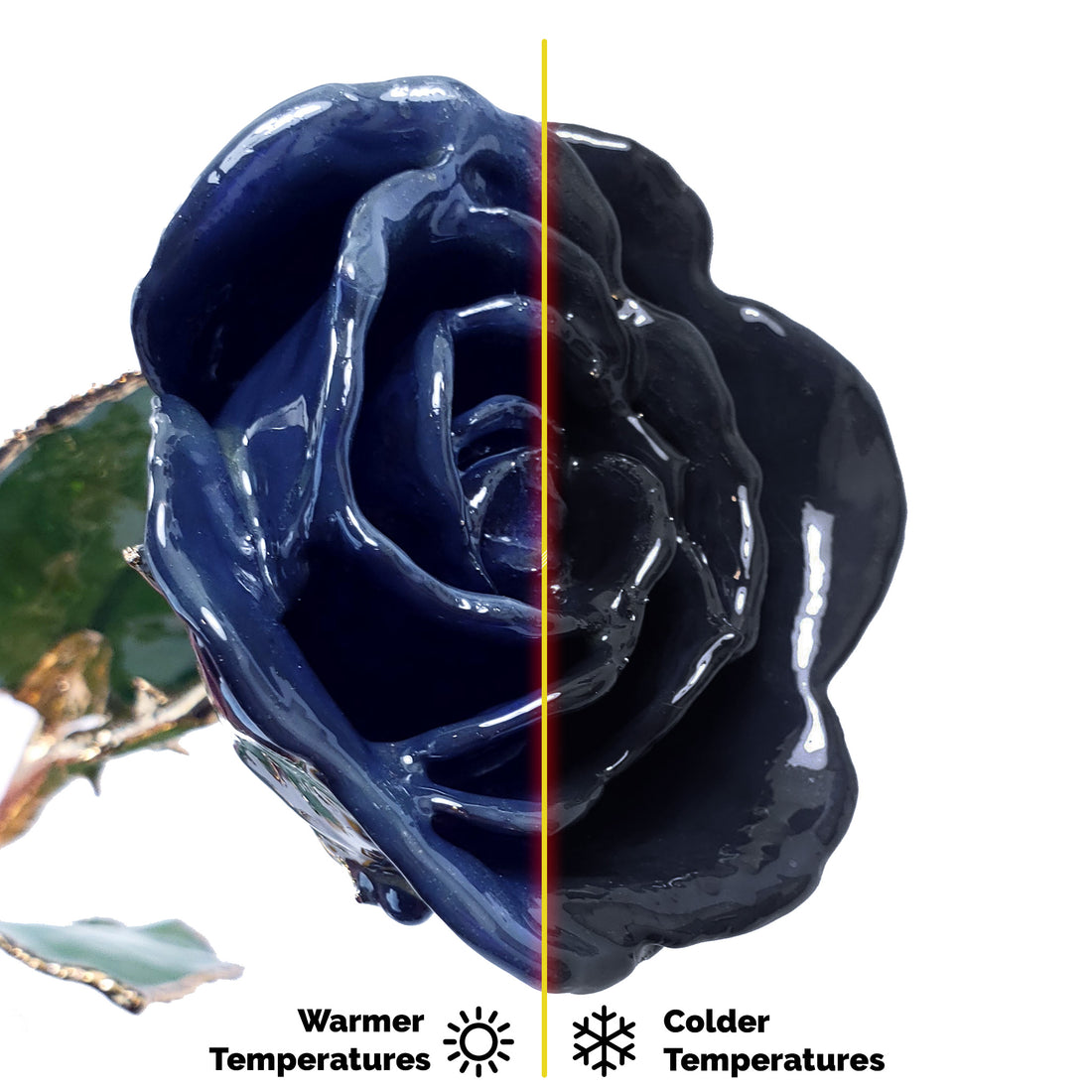 24K Gold Forever Rose - The Living Rose