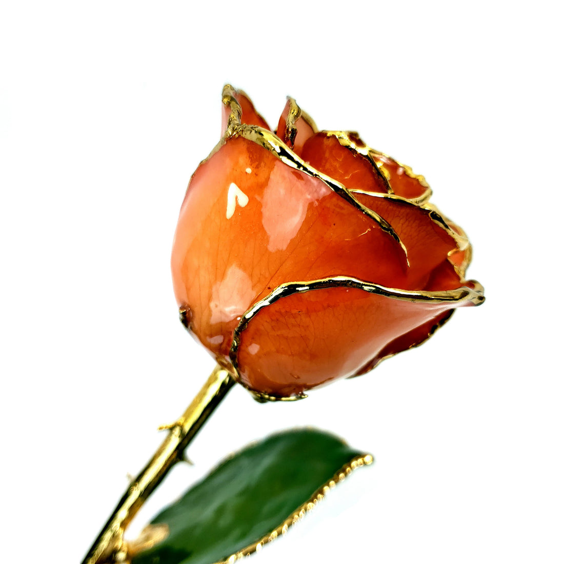 24K Gold Trimmed Forever Rose with Orange Petals. View of Stem, Leaves, and Rose Petals and Showing Detail of Gold Trim