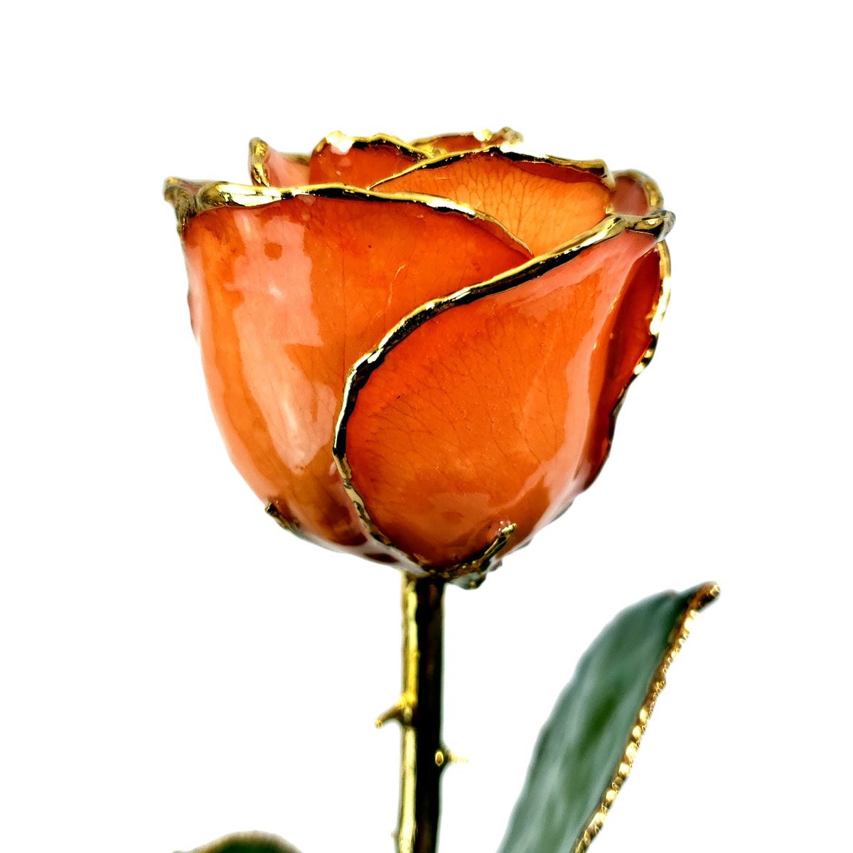 24K Gold Trimmed Forever Rose with Orange Petals. View of Stem, Leaves, and Rose Petals and Showing Detail of Gold Trim