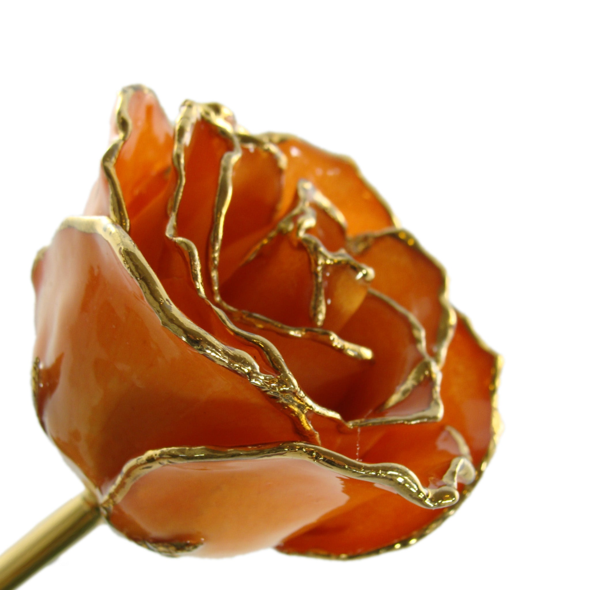 24K Gold Trimmed Forever Rose with Orange Petals. View of Stem, Leaves, and Rose Petals and Showing Detail of Gold Trim