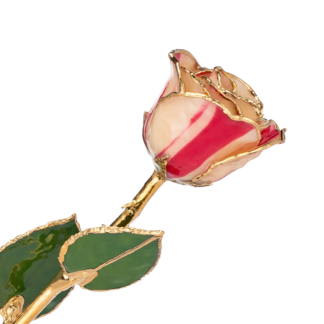 24K Gold Trimmed Forever Rose with Peppermint Striped Petals. View of Stem, Leaves, and Rose Petals and Showing Detail of Gold Trim