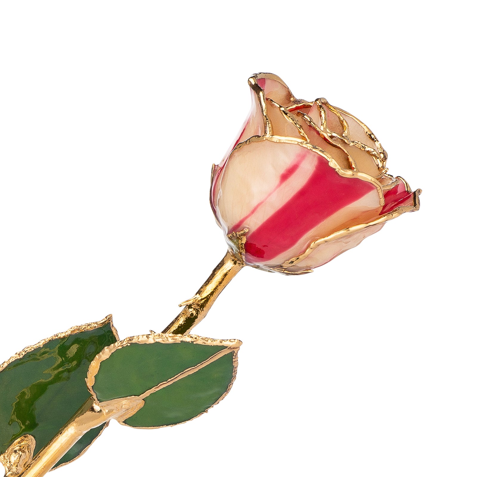 24K Gold Trimmed Forever Rose with Peppermint Striped Petals. View of Stem, Leaves, and Rose Petals and Showing Detail of Gold Trim