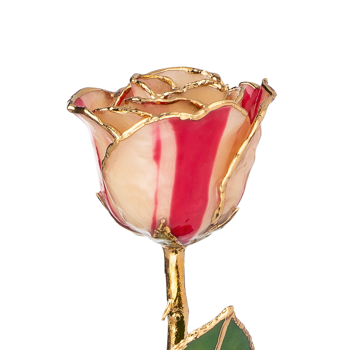 24K Gold Trimmed Forever Rose with Peppermint Striped Petals. View of Stem, Leaves, and Rose Petals and Showing Detail of Gold Trim