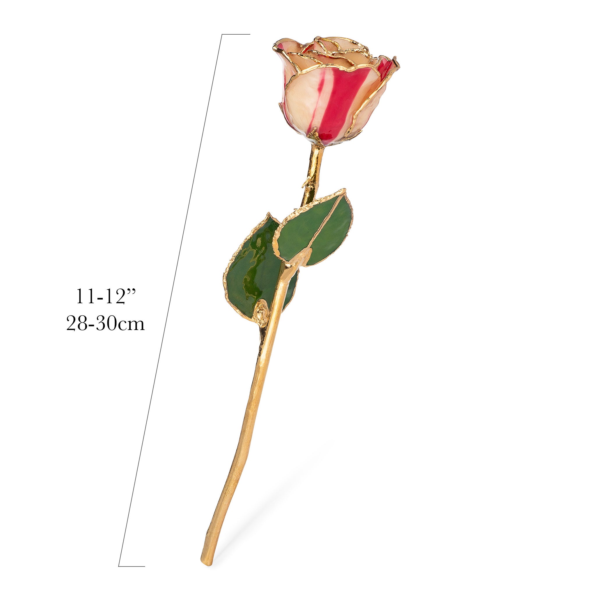 24K Gold Trimmed Forever Rose with Peppermint Striped Petals. View of Stem, Leaves, and Rose Petals and Showing Detail of Gold Trim view showing measurements