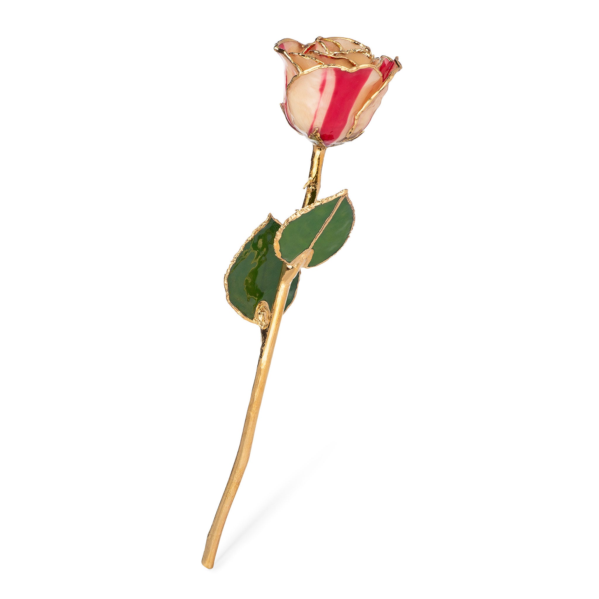 24K Gold Trimmed Forever Rose with Peppermint Striped Petals. View of Stem, Leaves, and Rose Petals and Showing Detail of Gold Trim