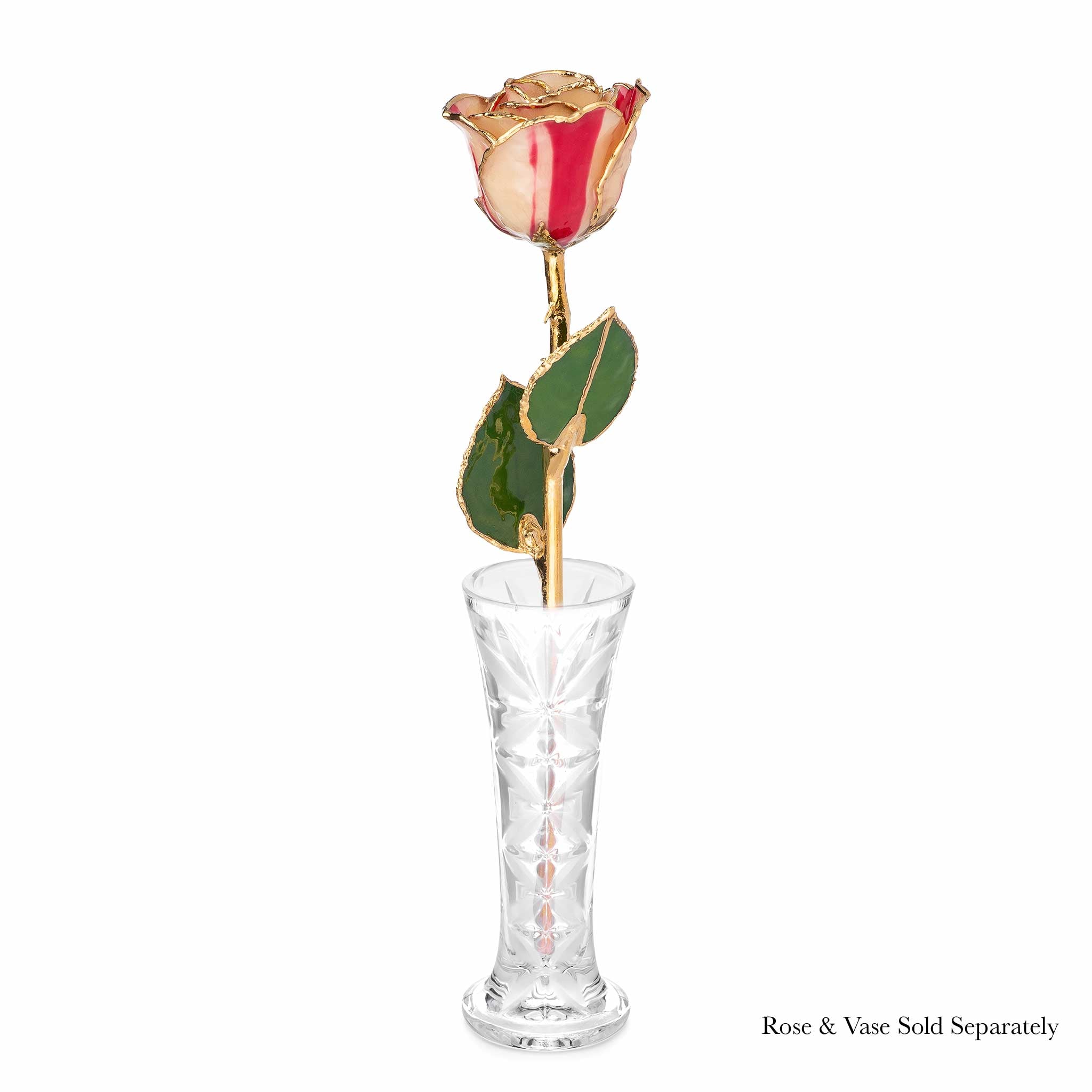 24K Gold Trimmed Forever Rose with Peppermint Striped Petals. View of Stem, Leaves, and Rose Petals and Showing Detail of Gold Trim. shown in optional vase.