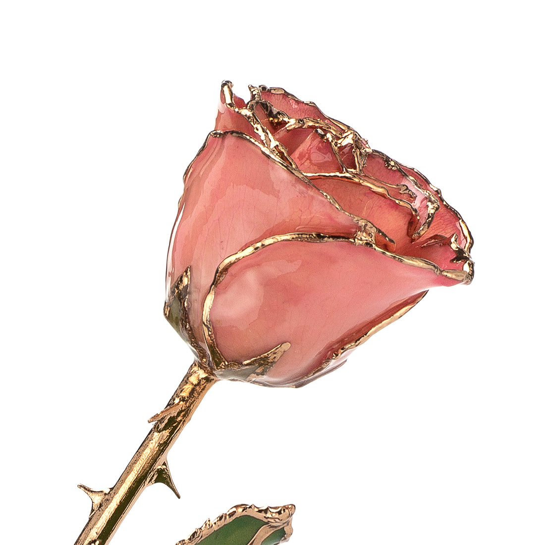 24K Gold Trimmed Forever Rose with Pink Petals. View of Stem, Leaves, and Rose Petals and Showing Detail of Gold Trim