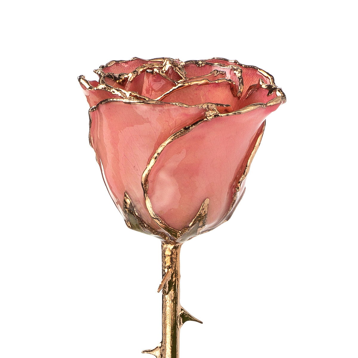 24K Gold Trimmed Forever Rose with Pink Petals. View of Stem, Leaves, and Rose Petals and Showing Detail of Gold Trim