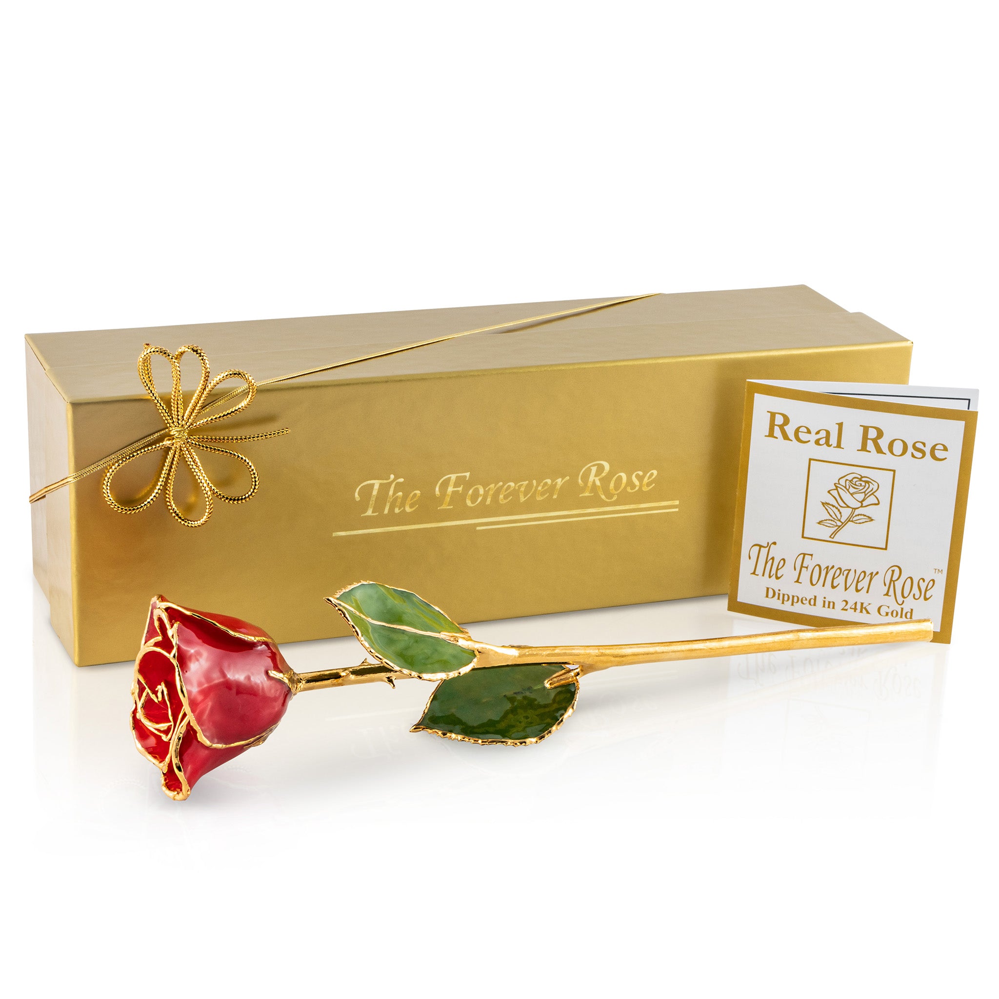 24K Gold Trimmed Forever Rose with Red Petals. View of Stem, Leaves, and Rose Petals and Showing Detail of Gold Trim Shown with Gold Gift box and certificate of authenticity