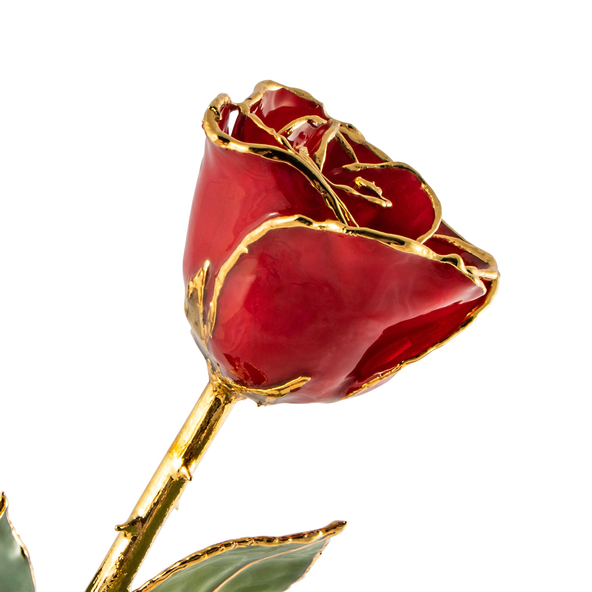 24K Gold Trimmed Forever Rose with Red Petals. View of Stem, Leaves, and Rose Petals and Showing Detail of Gold Trim