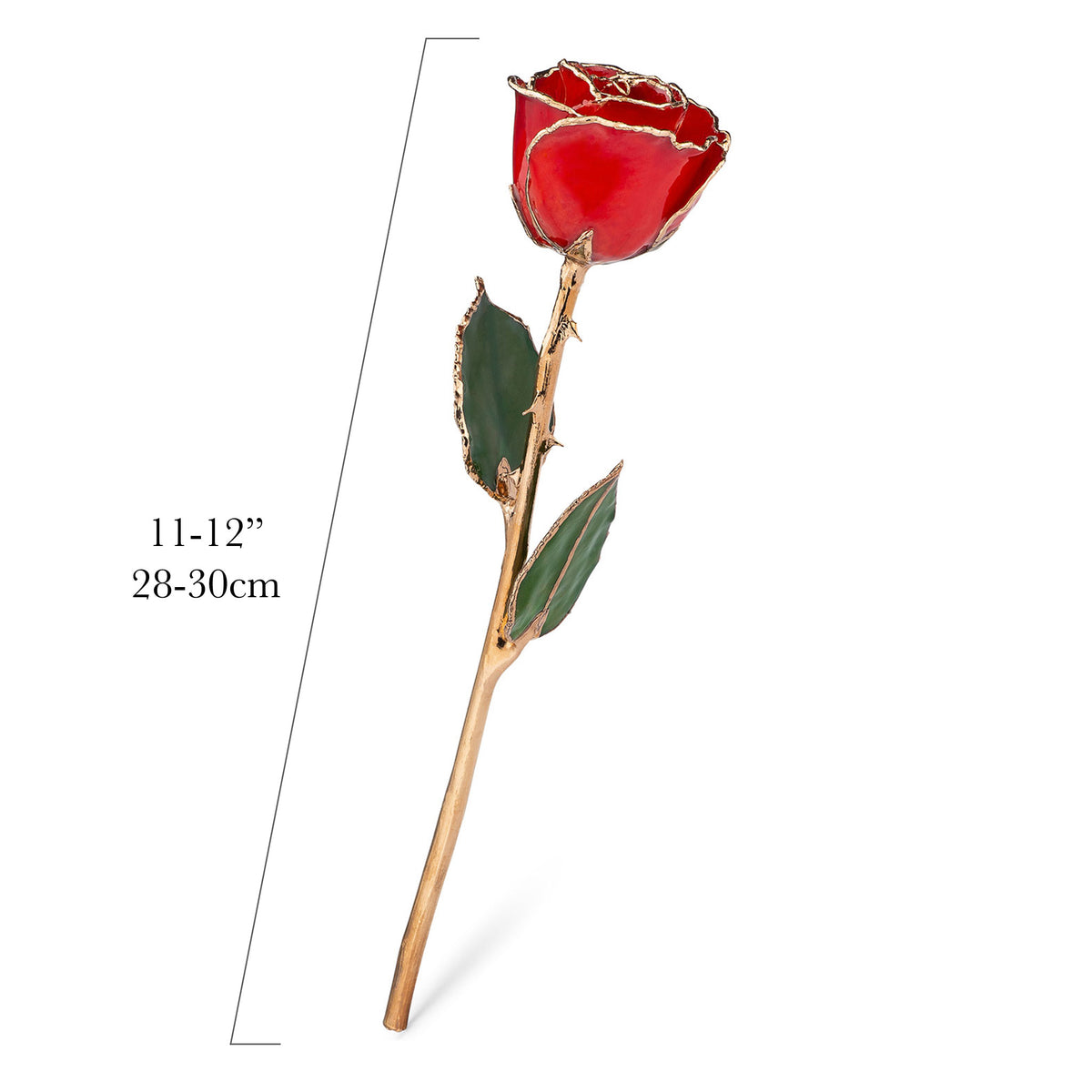 24K Gold Trimmed Forever Rose with Red Petals. View of Stem, Leaves, and Rose Petals and Showing Detail of Gold Trim with measurements of rose