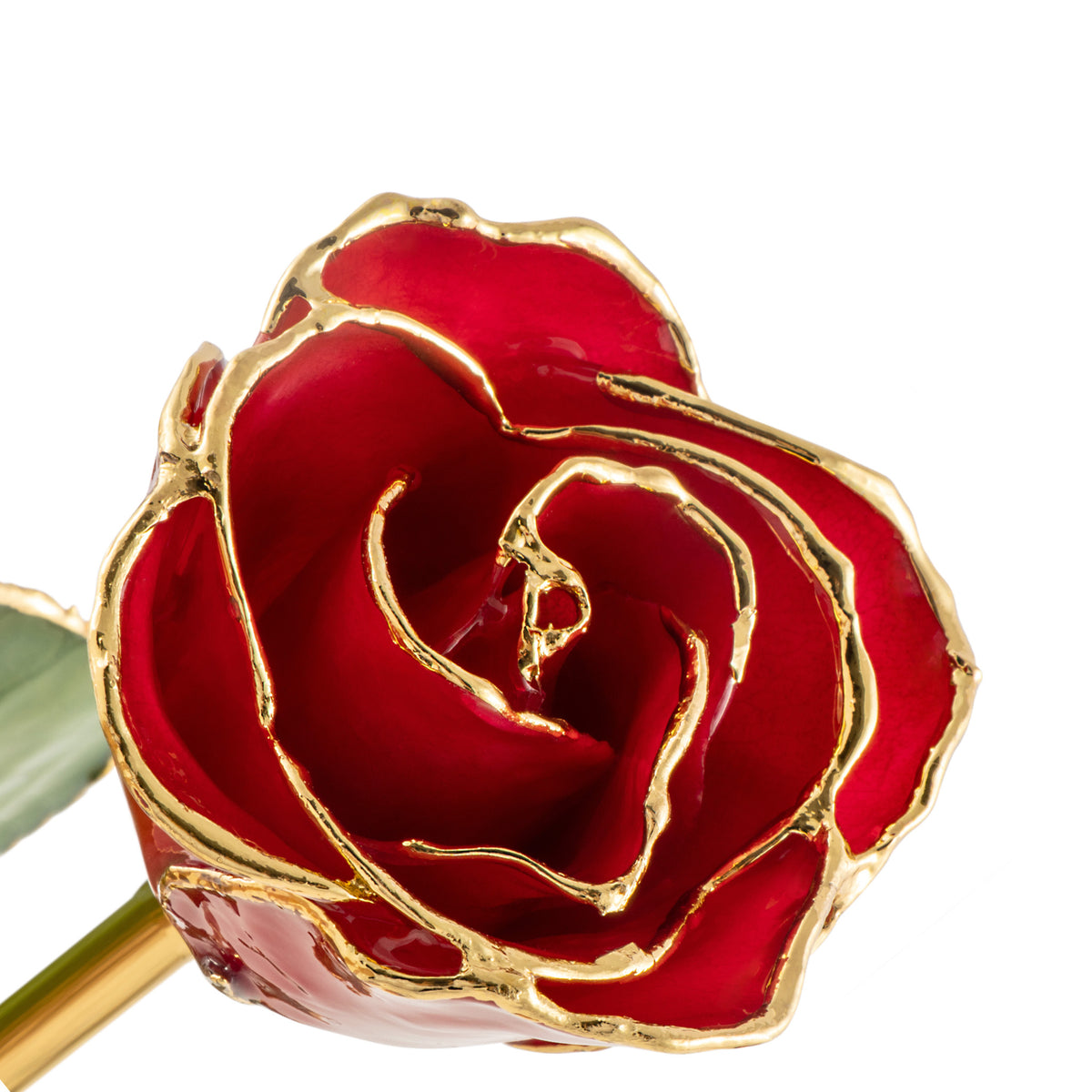 24K Gold Trimmed Forever Rose with Red Petals. View of Stem, Leaves, and Rose Petals and Showing Detail of Gold Trim oblique view looking down into bloom