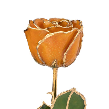 24K Gold Trimmed Forever Rose with Topaz or Citrine (Amber color) Petals with Gold colored Suspended Sparkles. View of Stem, Leaves, and Rose Petals and Showing Detail of Gold Trim