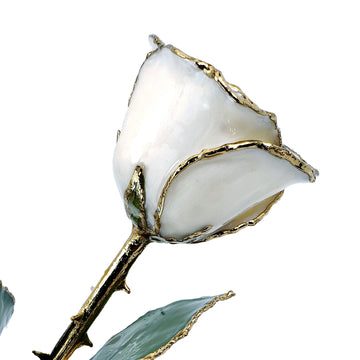 24K Gold Forever Rose - White Pearl (June Birthstone)