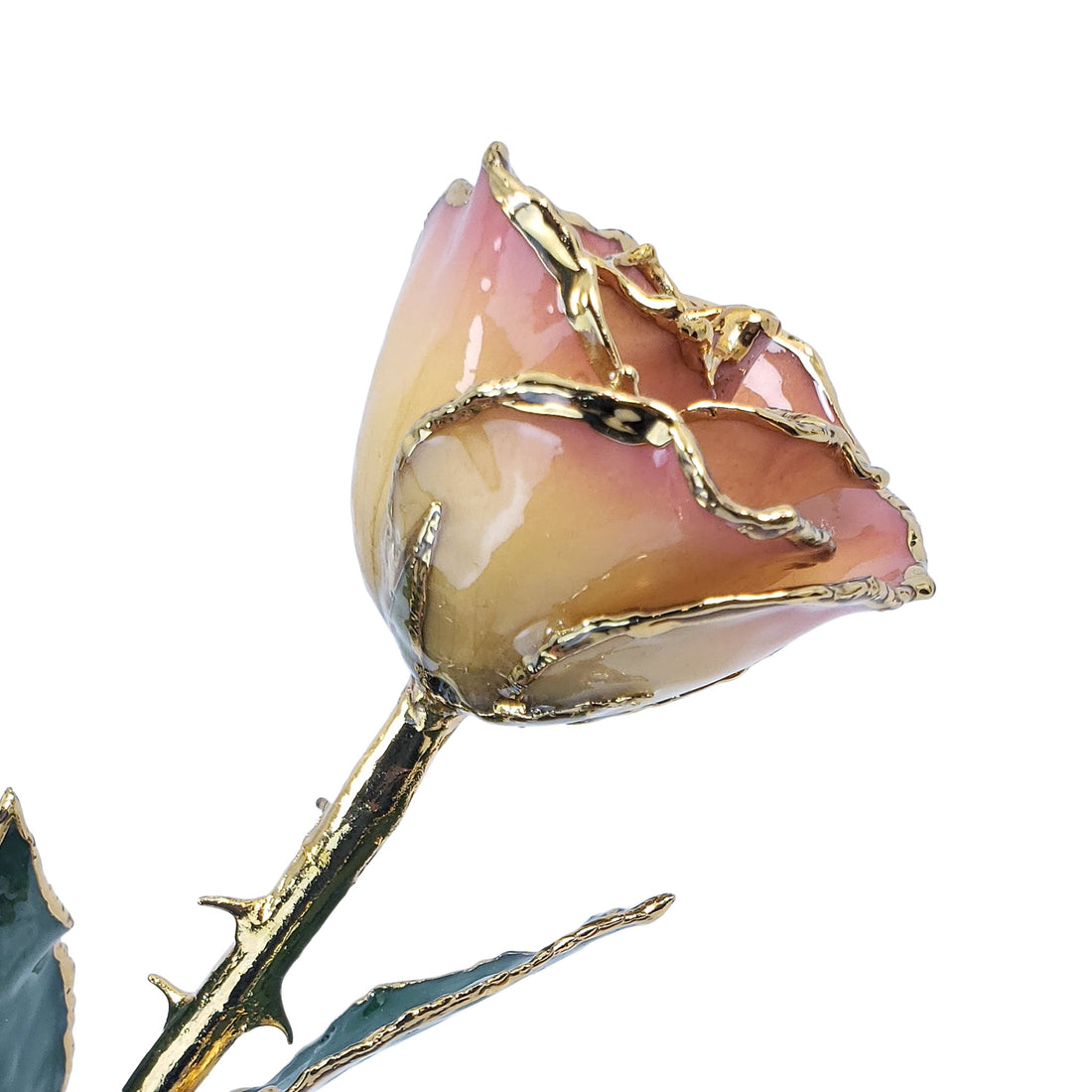 24K Gold Forever Rose - White to Pink