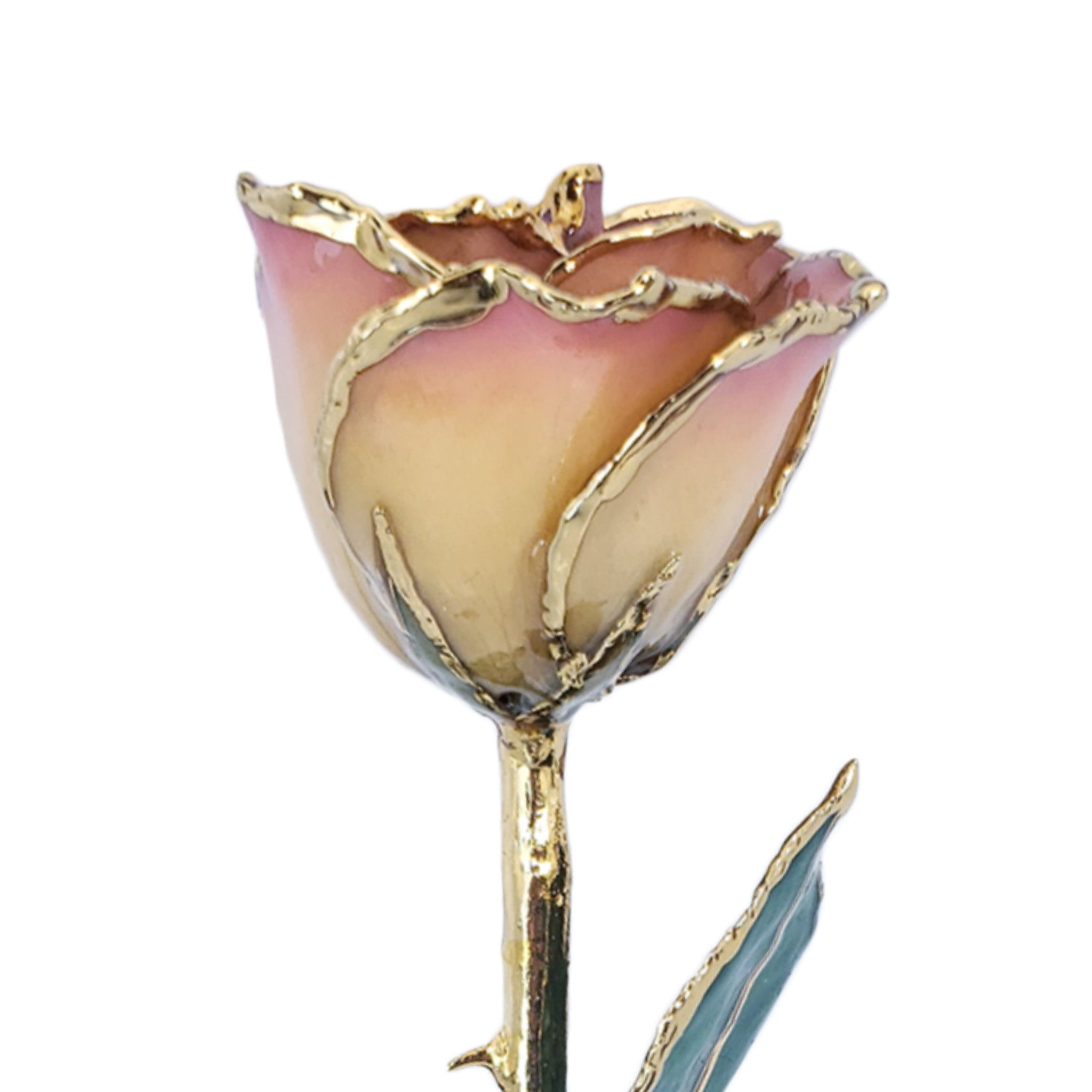 24K Gold Forever Rose - White to Pink