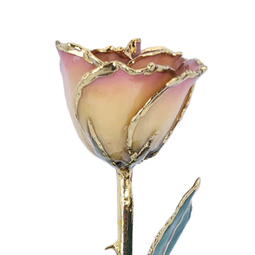 24K Gold Forever Rose - White to Pink
