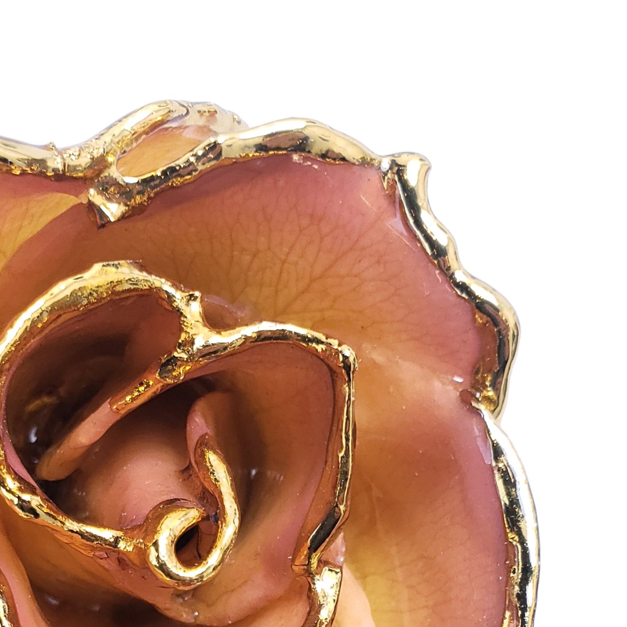 24K Gold Forever Rose - White to Pink