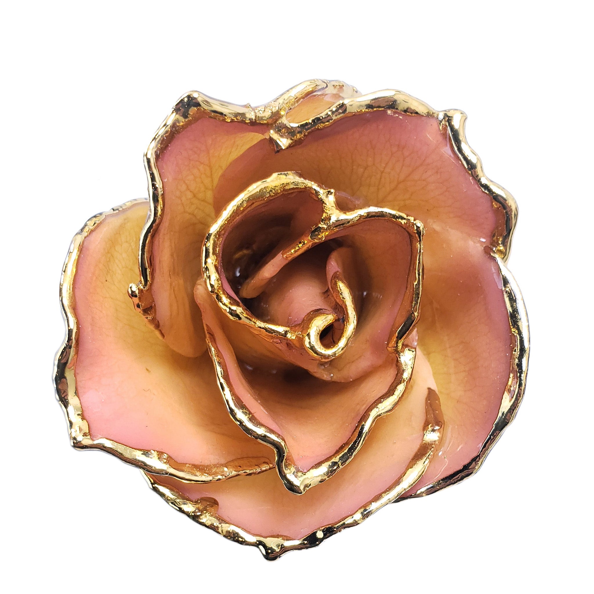 24K Gold Forever Rose - White to Pink