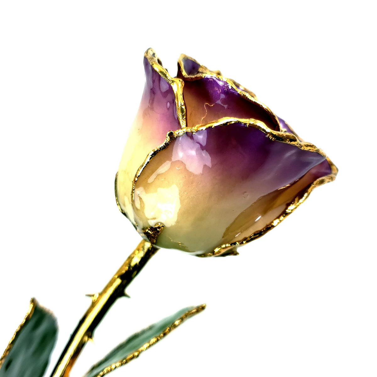 24K Gold Forever Rose - White to Purple