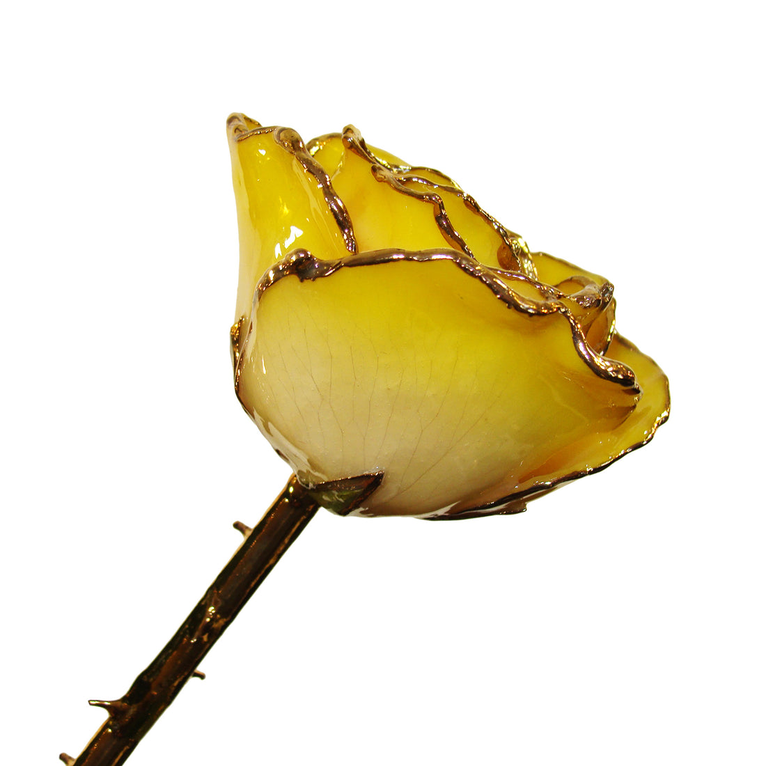 24K Gold Forever Rose - White to Yellow