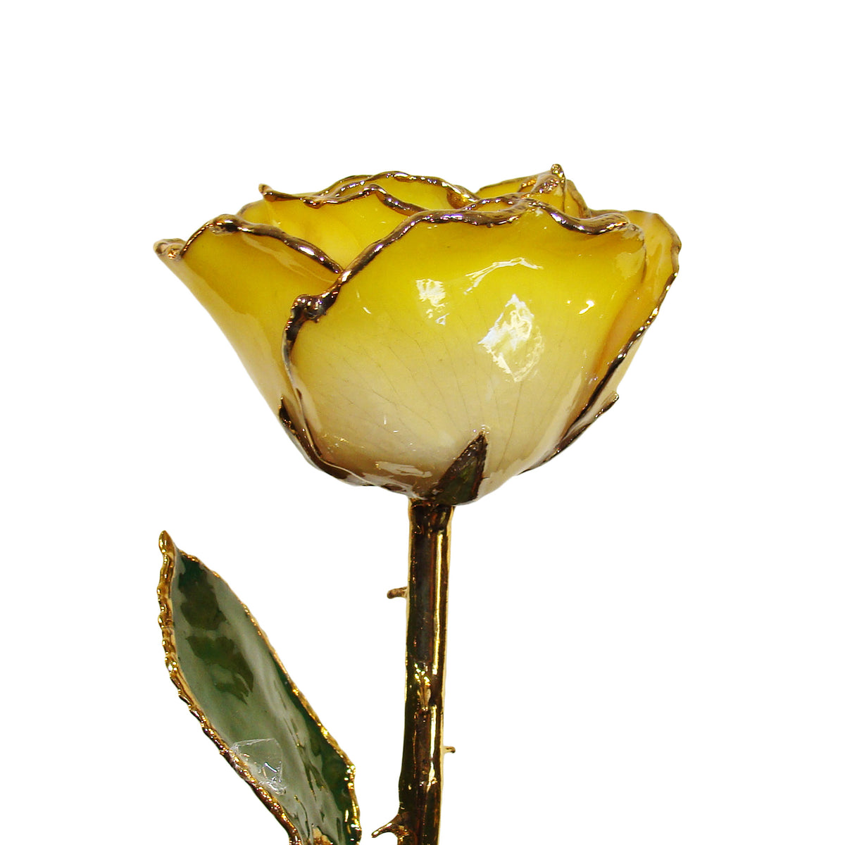 24K Gold Forever Rose - White to Yellow