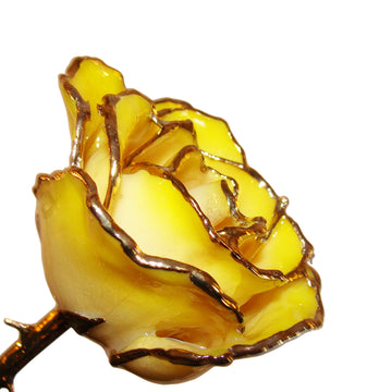 24K Gold Forever Rose - White to Yellow