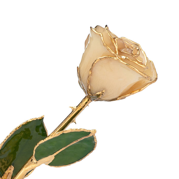 24K Gold Trimmed Forever Rose with White Petals.  View of Stem, Leaves, and Rose Petals and Showing Detail of Gold Trim