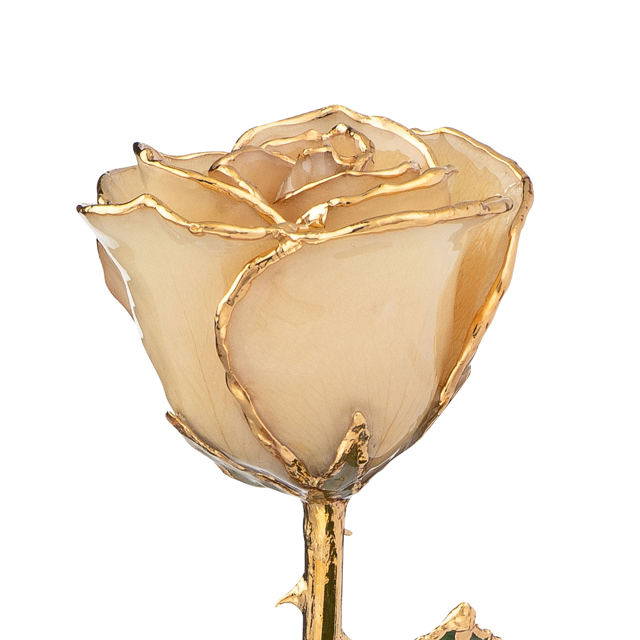 24K Gold Trimmed Forever Rose with White Petals. View of Stem, Leaves, and Rose Petals and Showing Detail of Gold Trim view from top
