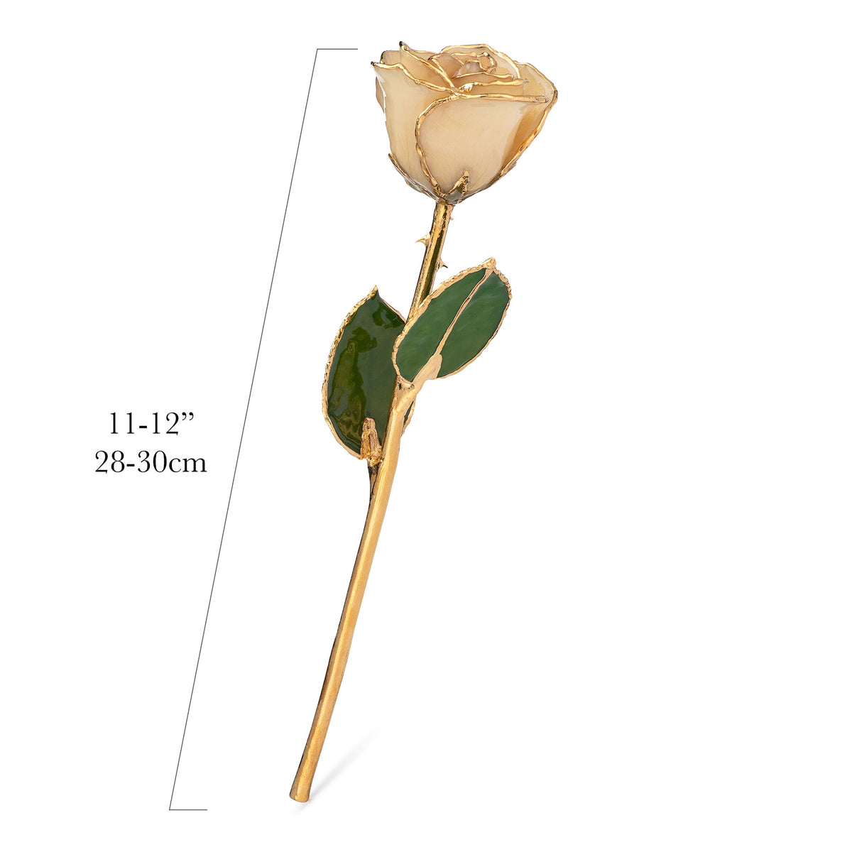 24K Gold Trimmed Forever Rose with White Petals. View of Stem, Leaves, and Rose Petals and Showing Detail of Gold Trim with measurements of the rose