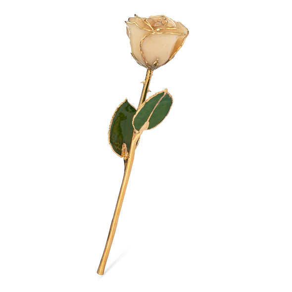 24K Gold Trimmed Forever Rose with White Petals. View of Stem, Leaves, and Rose Petals and Showing Detail of Gold Trim