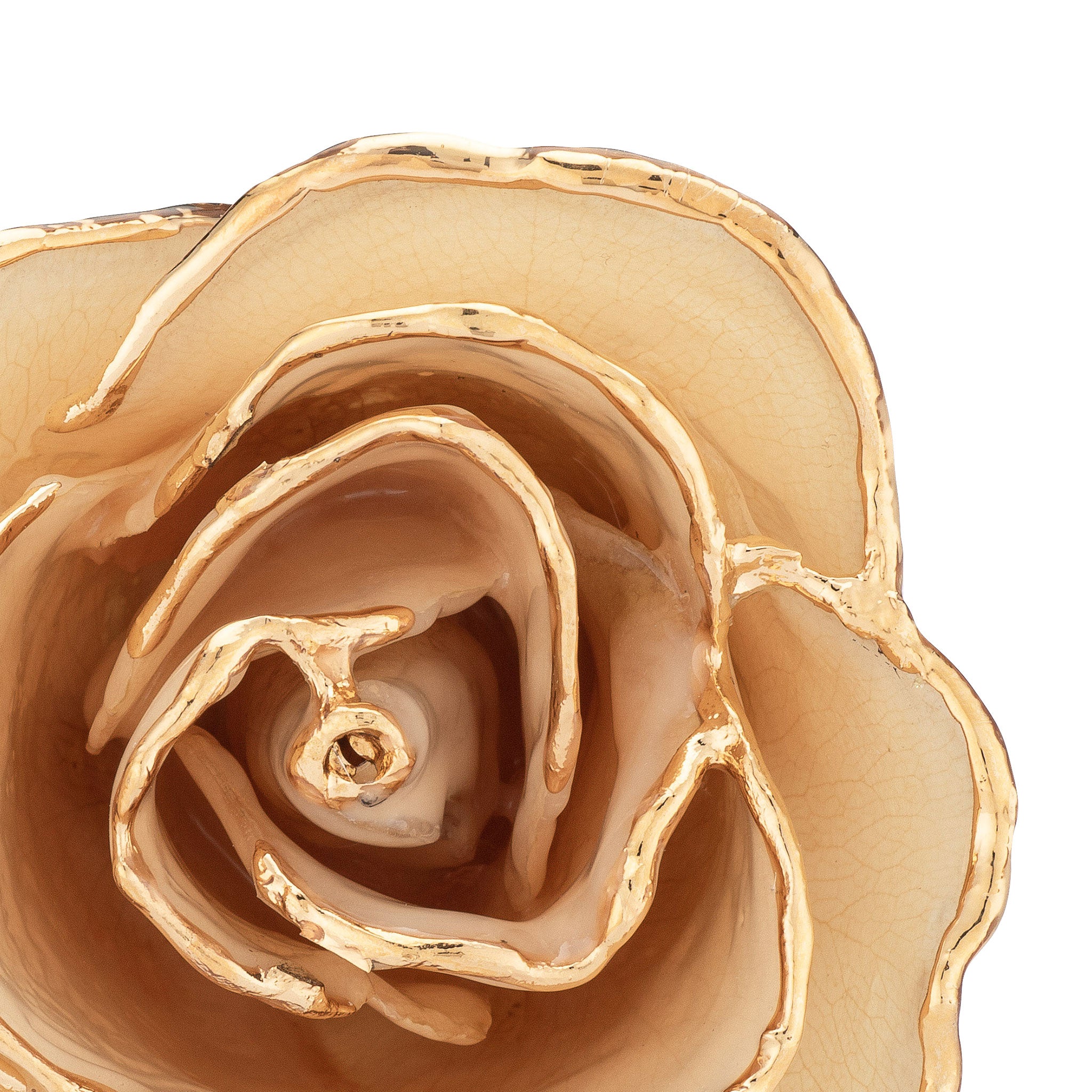 24K Gold Trimmed Forever Rose with White Petals. View of Stem, Leaves, and Rose Petals and Showing Detail of Gold Trim zoomed in view from top
