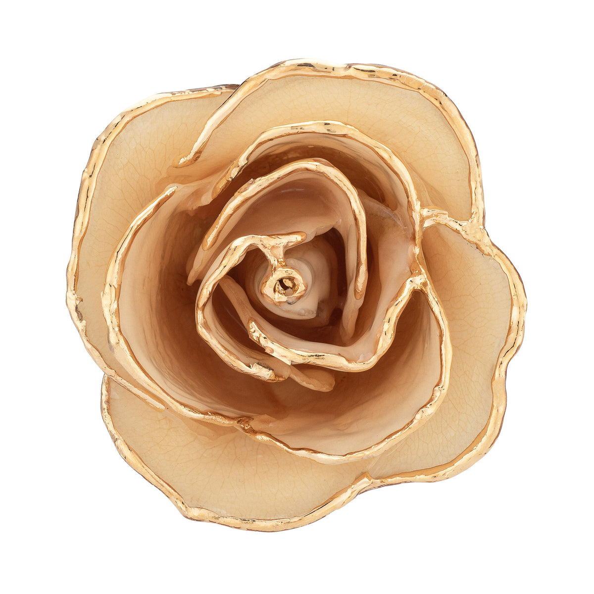 24K Gold Trimmed Forever Rose with White Petals. View of Stem, Leaves, and Rose Petals and Showing Detail of Gold Trim view from top