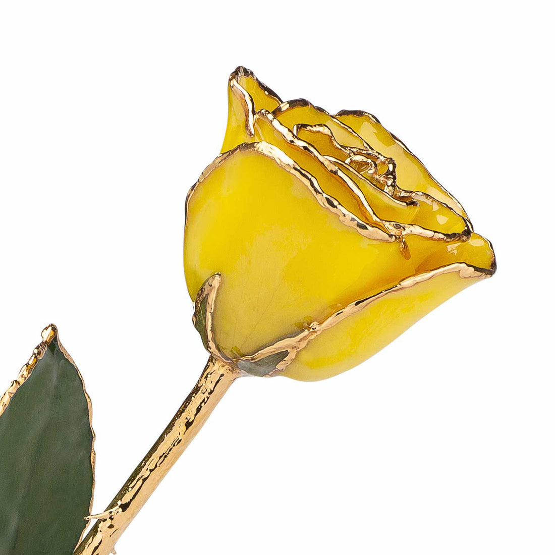 24K Gold Trimmed Forever Rose with Yellow Petals. View of Stem, Leaves, and Rose Petals and Showing Detail of Gold Trim