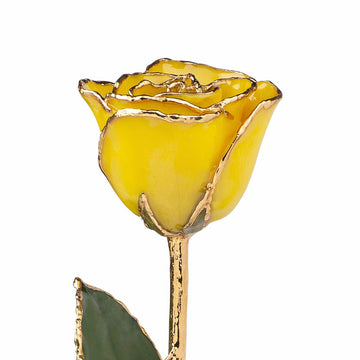24K Gold Trimmed Forever Rose with Yellow Petals. View of Stem, Leaves, and Rose Petals and Showing Detail of Gold Trim View from top