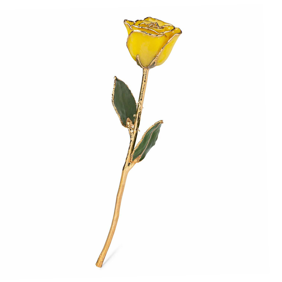 24K Gold Trimmed Forever Rose with Yellow Petals. View of Stem, Leaves, and Rose Petals and Showing Detail of Gold Trim