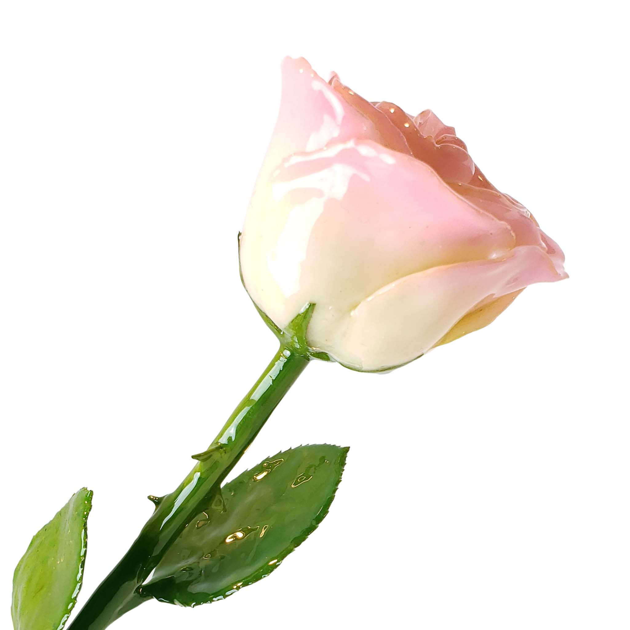 Velecting Roses Single Single Pink Rose White Background