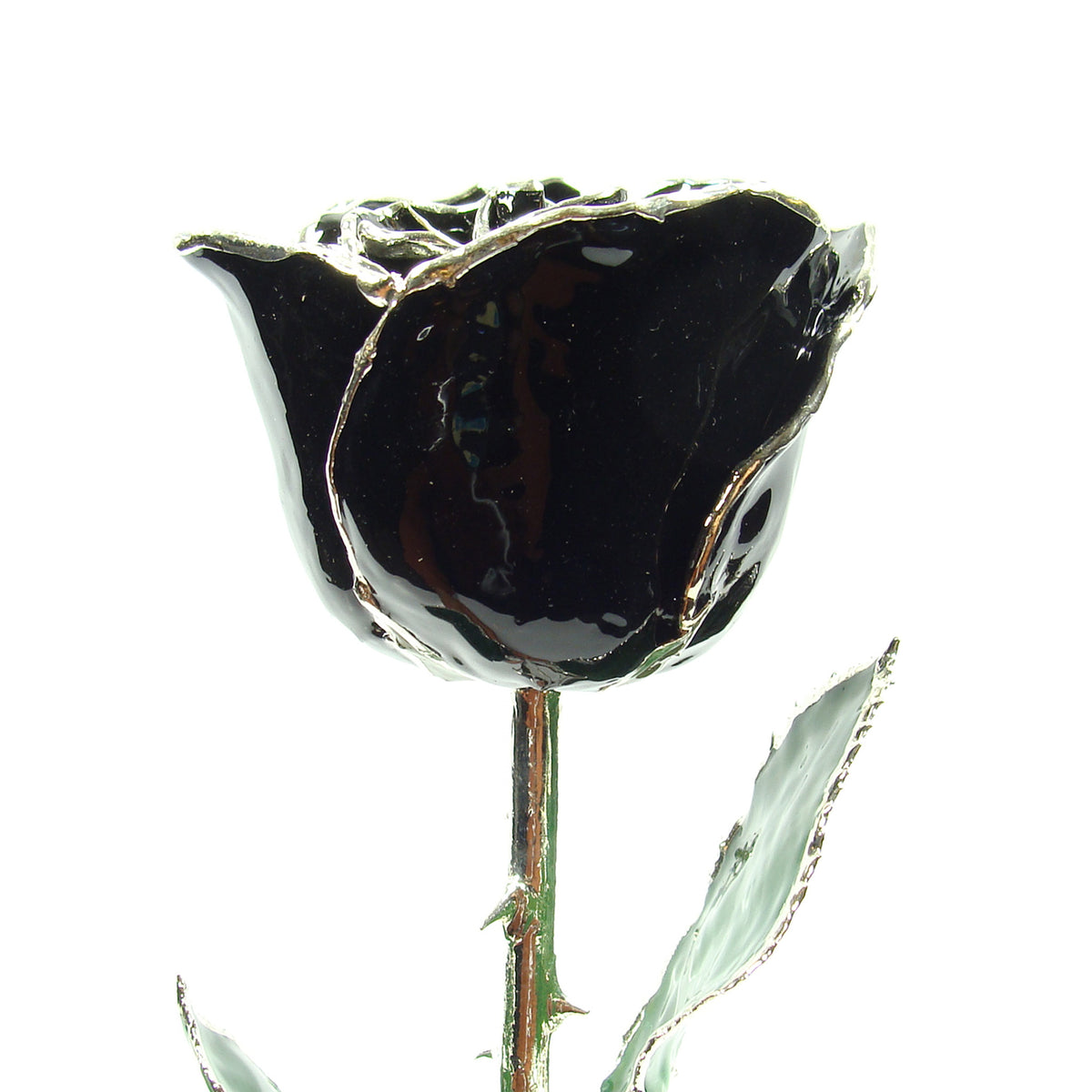Silver Trimmed Forever Rose with Black Petals. View of Stem, Leaves, and Rose Petals and Showing Detail of Silver Trim
