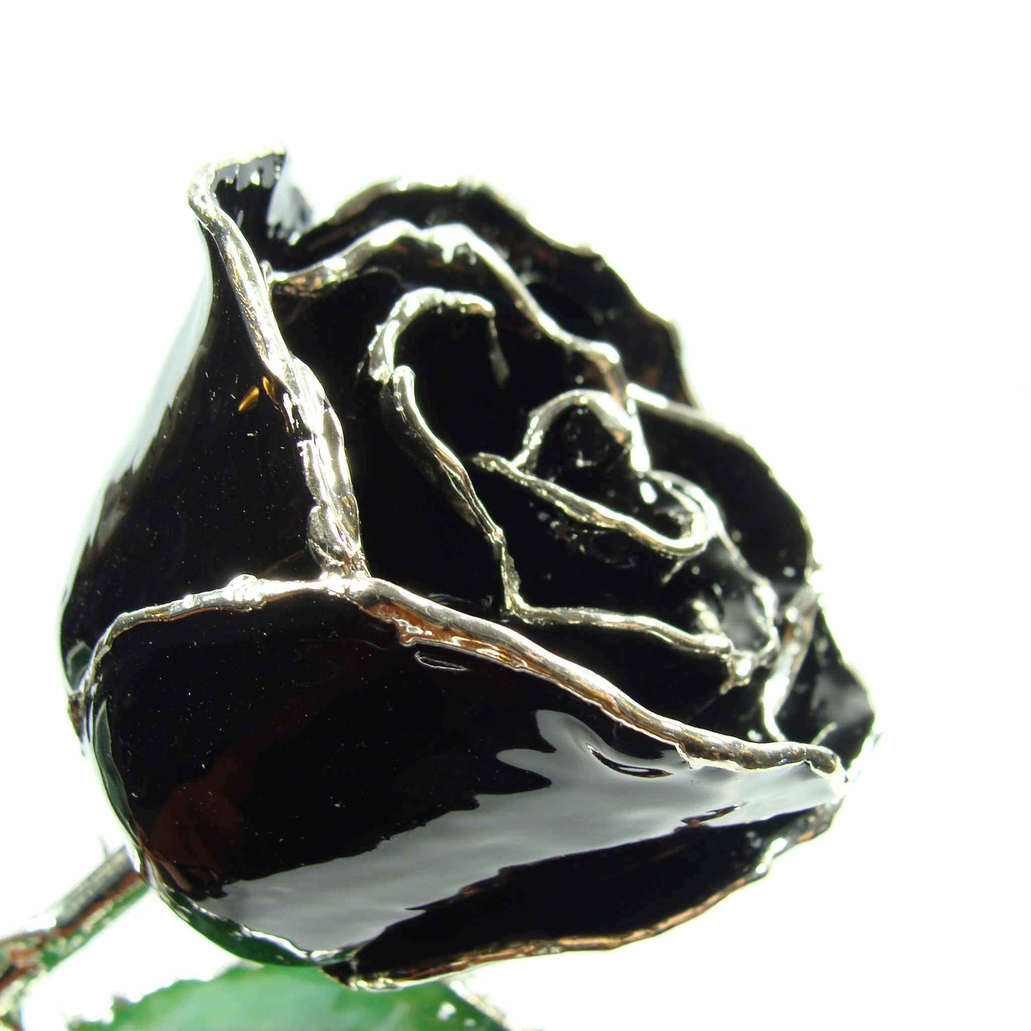 Silver Trimmed Forever Rose with Black Petals. View of Stem, Leaves, and Rose Petals and Showing Detail of Silver Trim
